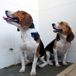 Illustration for article titled Gene-Edited Dogs With Jacked-Up Muscles Are a World's First